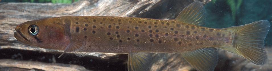 South-west Australia's endangered fishes